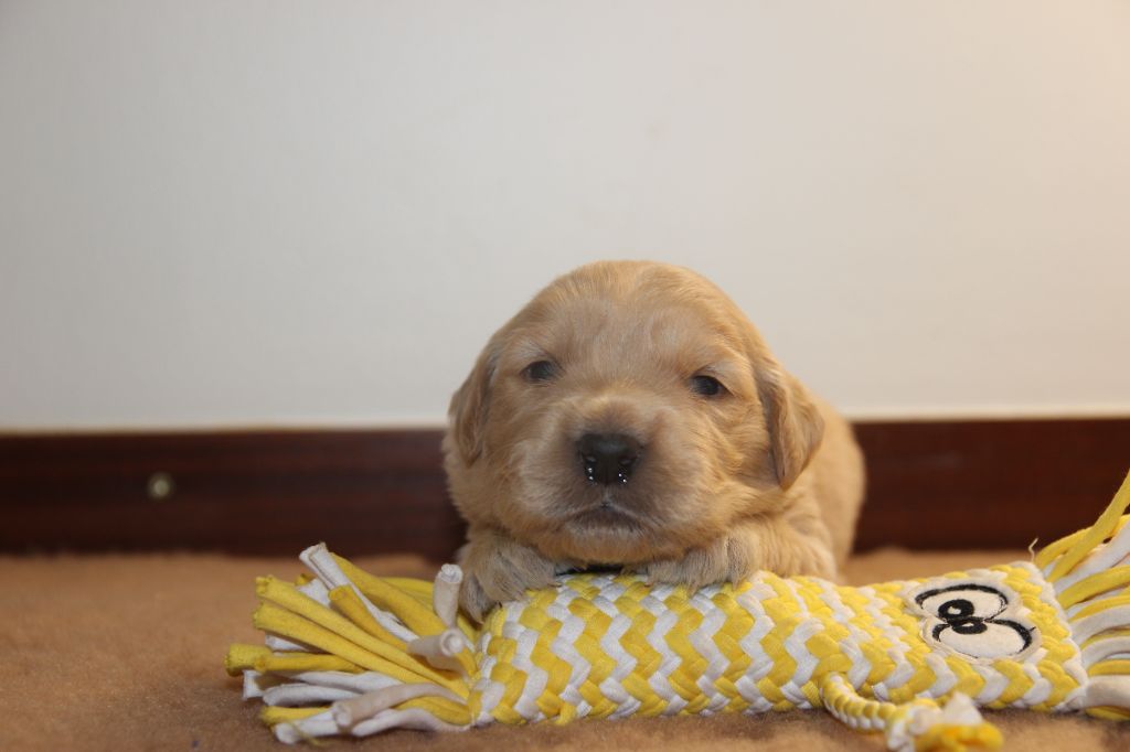 Du domaine de la villatelle - Chiots disponibles - Golden Retriever