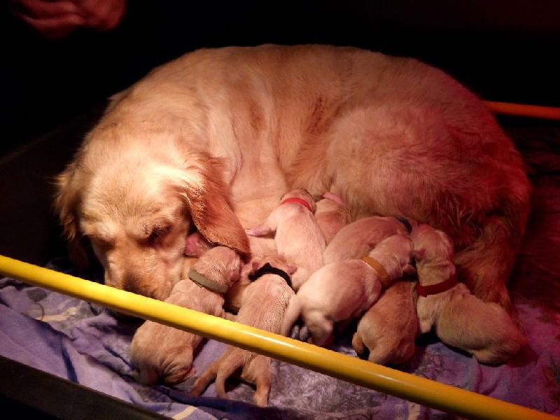 Du domaine de la villatelle - Golden Retriever - Portée née le 03/02/2017