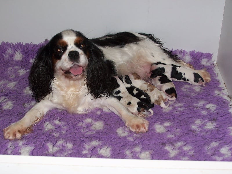 Des plaines de la varenne - Cavalier King Charles Spaniel - Portée née le 11/11/2013