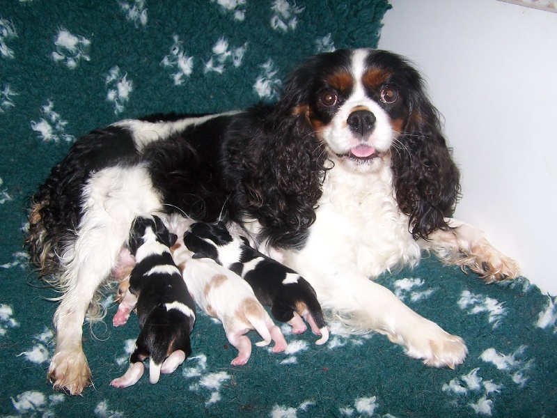 Des plaines de la varenne - Cavalier King Charles Spaniel - Portée née le 02/12/2013