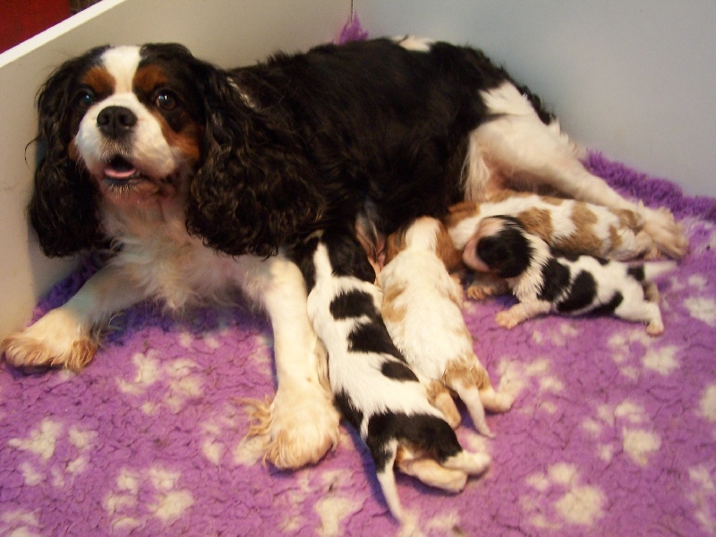 Des plaines de la varenne - Cavalier King Charles Spaniel - Portée née le 14/05/2013