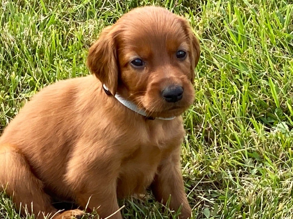 Du domaine de fayet - Chiots disponibles - Setter irlandais rouge