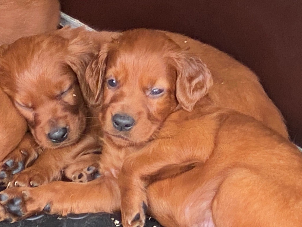 Chiot Setter irlandais rouge Du domaine de fayet