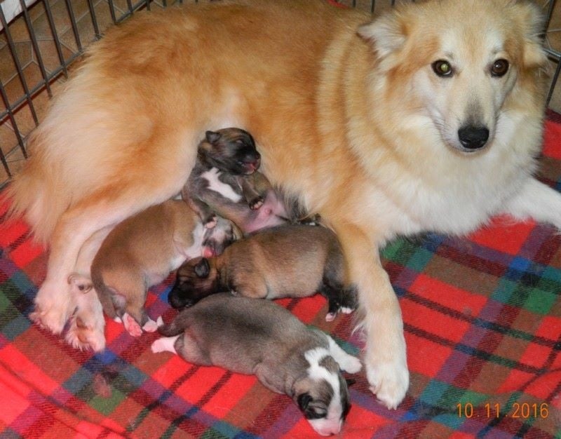 Chiot Berger islandais La caverne des anges