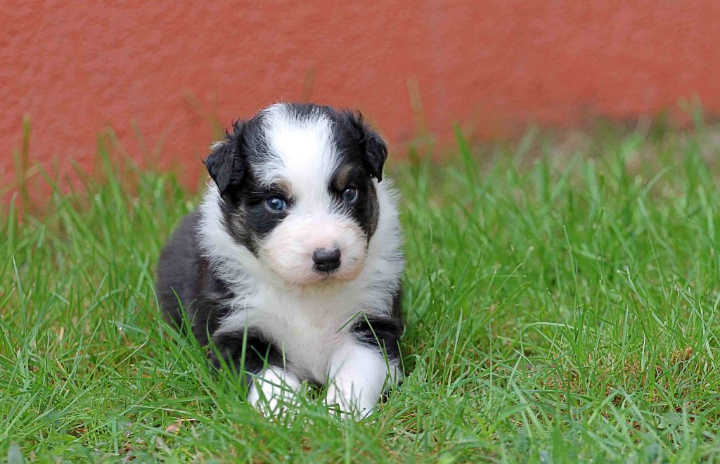 Chiot Berger Australien des Chemins Cathares