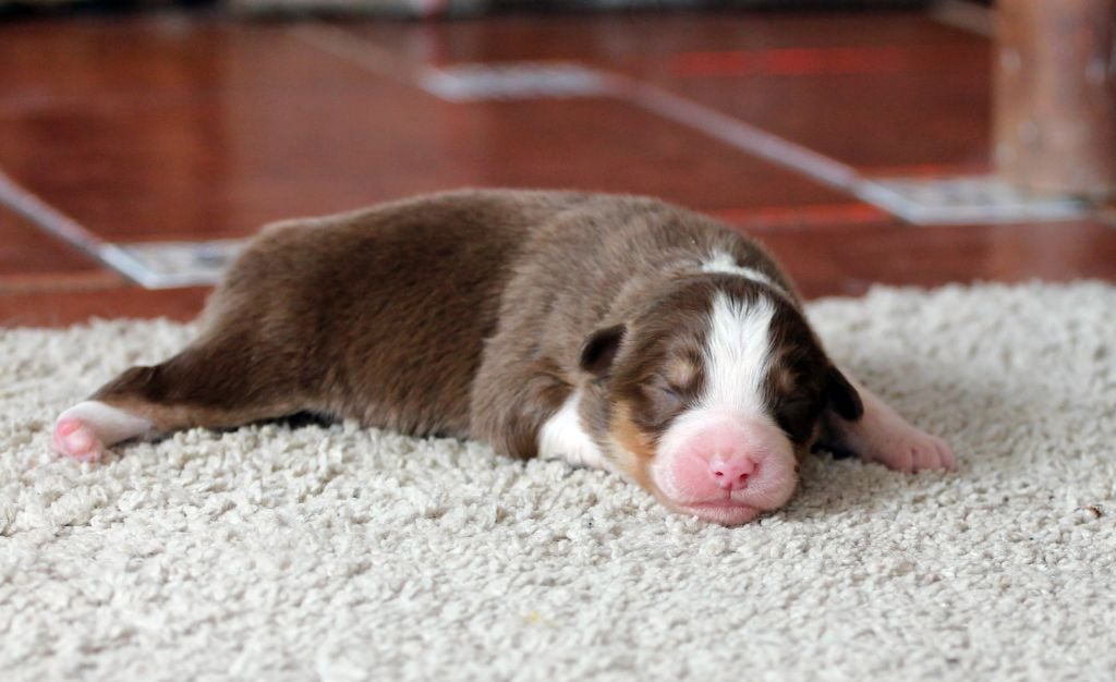 Chiot Berger Australien des Chemins Cathares