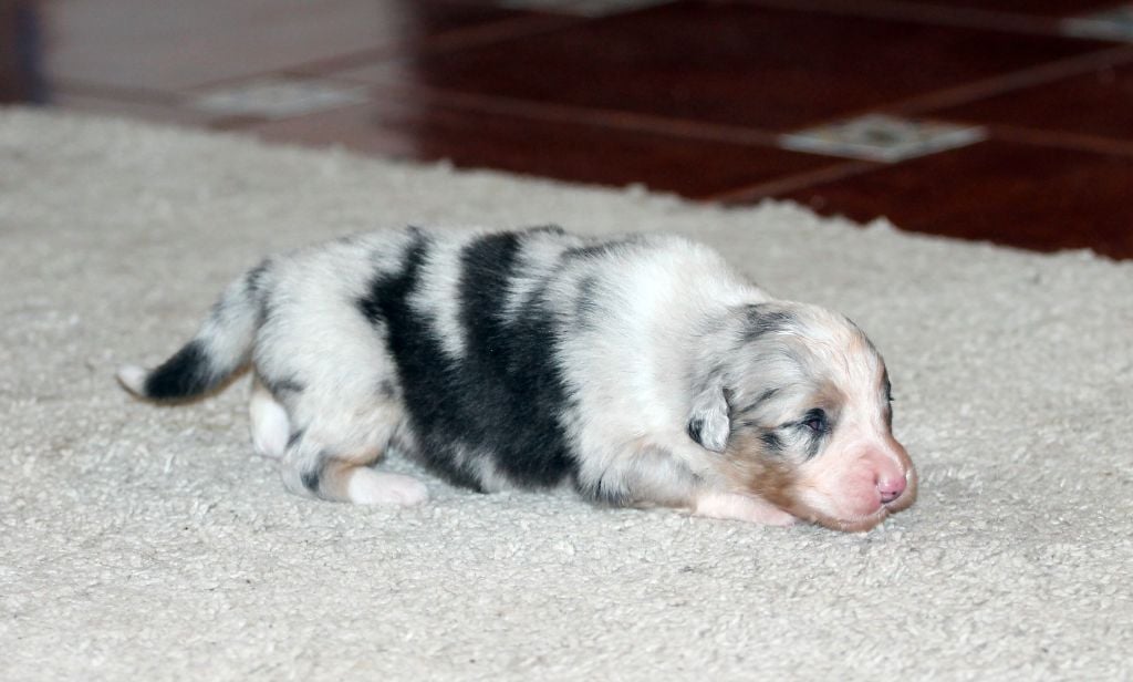 des Chemins Cathares - Chiots disponibles - Berger Australien