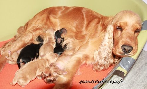 Chiot Cocker Spaniel Anglais des geants du bocage