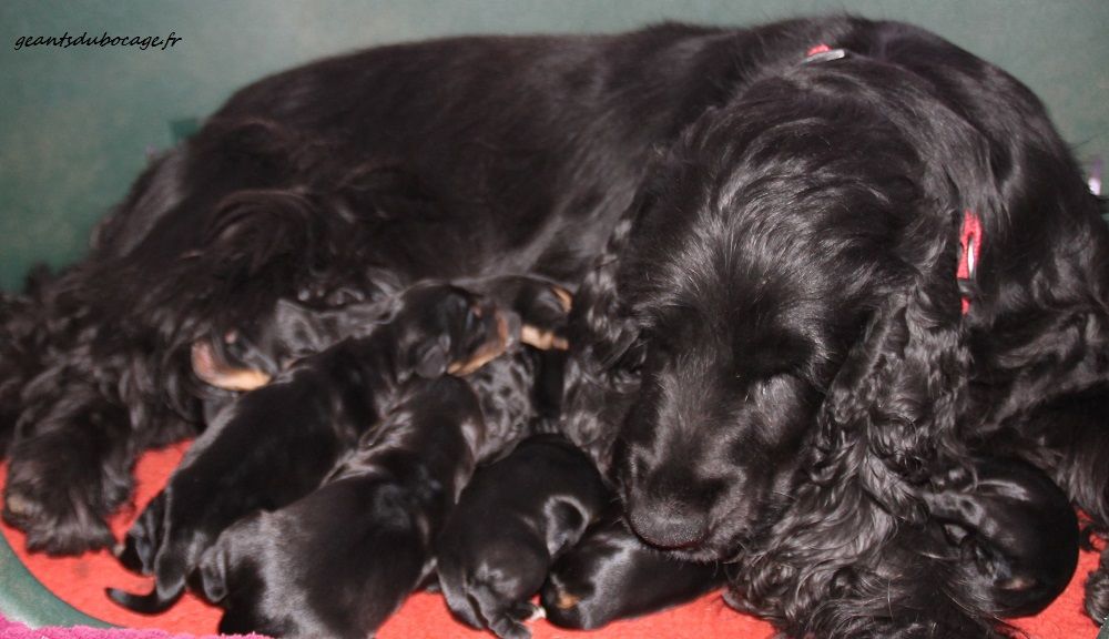 Chiot Cocker Spaniel Anglais des geants du bocage