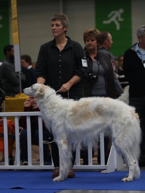 d'Ellendil - Paris Dog Show Janvier 2017