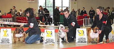 d'Ellendil - Paris Dog Show 2013