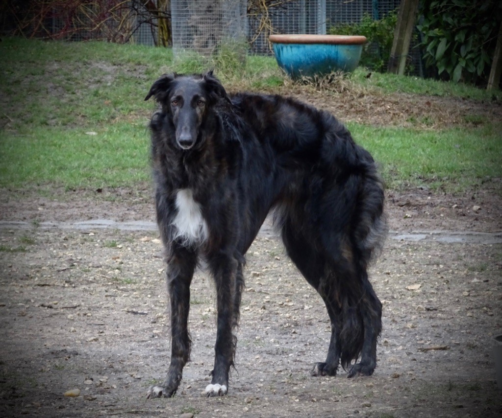 d'Ellendil - NDS Paris dog Show, special borzoi 