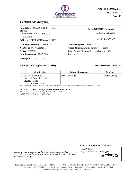 d'Ellendil - les barzoi d'Ellendil indemnes de myelopathie dégénérative