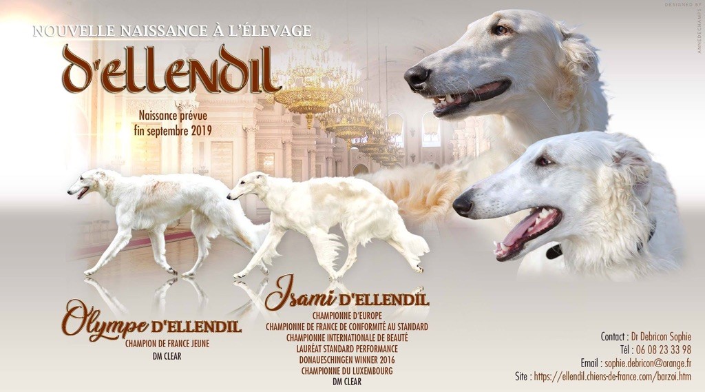 d'Ellendil - chiots attendus pour l'automne ! 