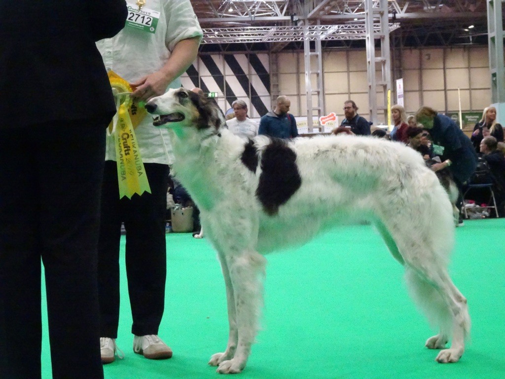 d'Ellendil - Crufts 2019  ! 