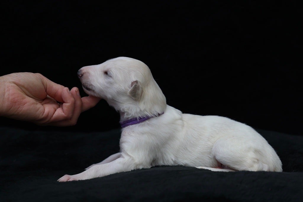 d'Ellendil - Chiots disponibles - Barzoi