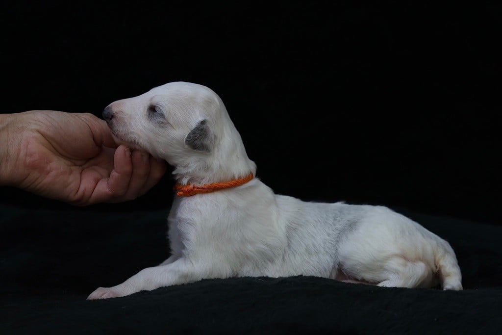 d'Ellendil - Chiots disponibles - Barzoi