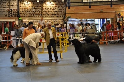 du sentier des cardabelles - Dubaï du Sentier des Cardabelles à l'expo de Onda ( Espagne) !