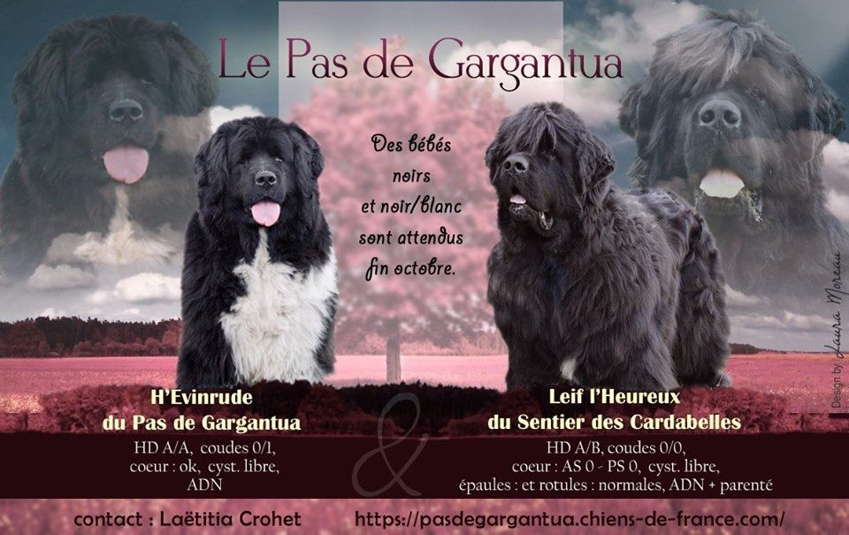 du sentier des cardabelles - Leif L'Heureux du Sentier des Cardabelles va être papa lui aussi !