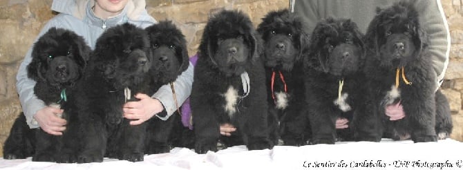 du sentier des cardabelles - Photo des 7 bébés !