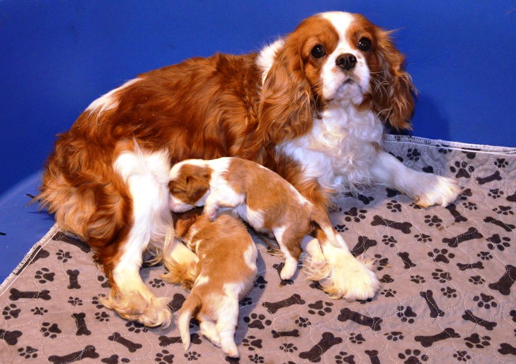 de la Vallée d'Alina - Cavalier King Charles Spaniel - Portée née le 03/02/2025