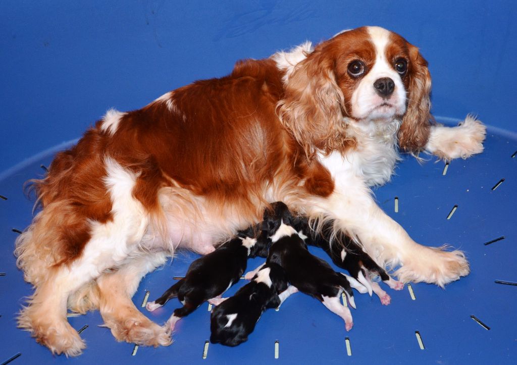 de la Vallée d'Alina - Cavalier King Charles Spaniel - Portée née le 02/05/2022