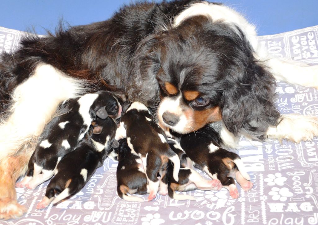 de la Vallée d'Alina - Cavalier King Charles Spaniel - Portée née le 24/02/2025