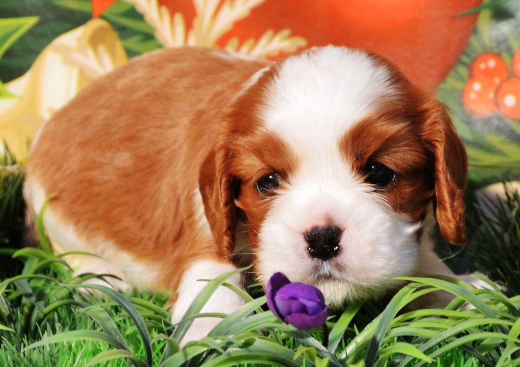 de la Vallée d'Alina - Chiots disponibles - Cavalier King Charles Spaniel