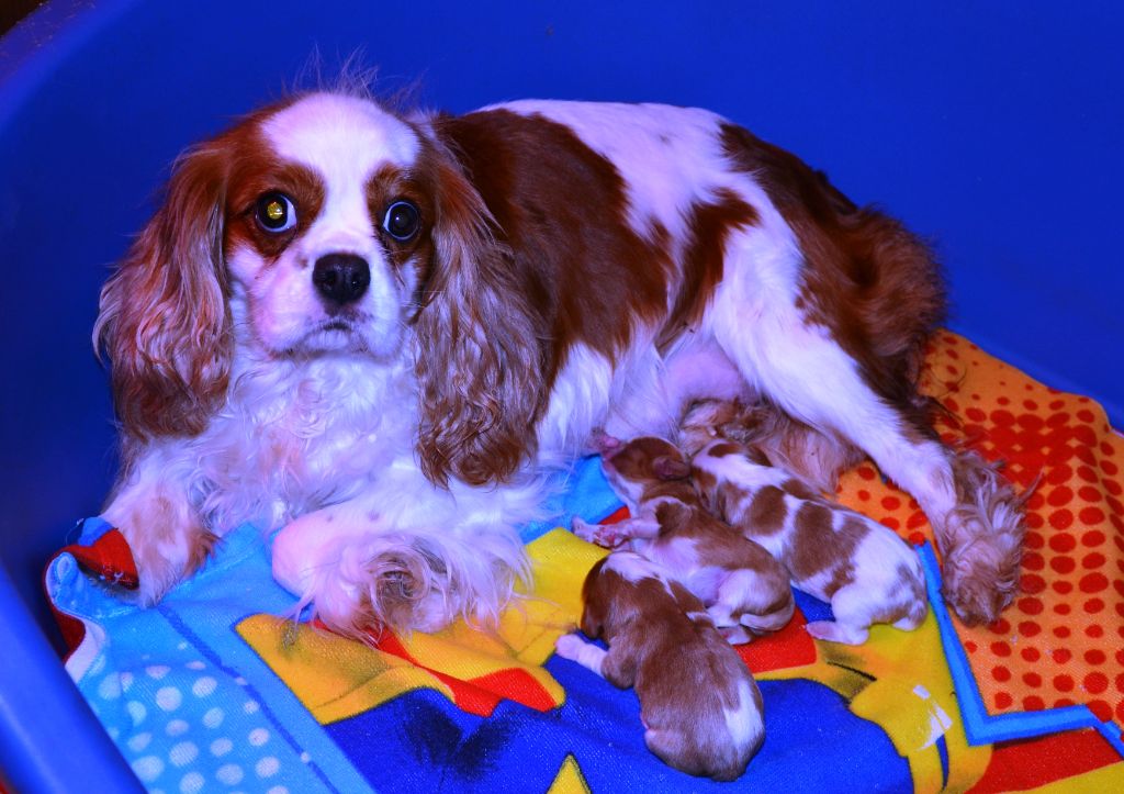 de la Vallée d'Alina - Cavalier King Charles Spaniel - Portée née le 18/12/2022