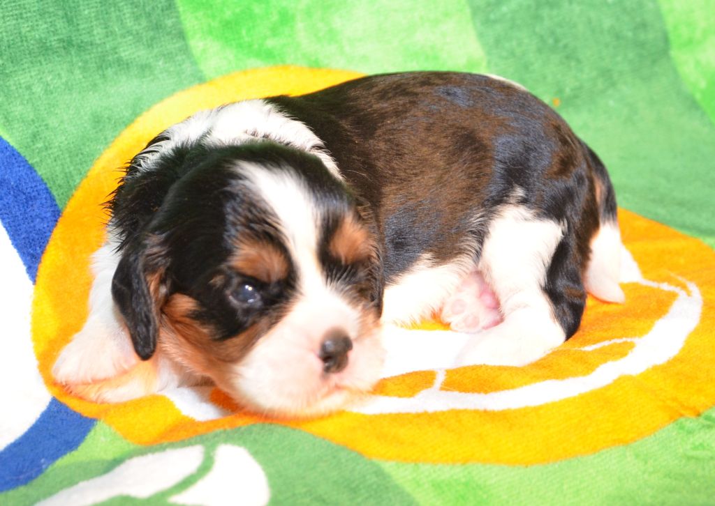 de la Vallée d'Alina - Chiots disponibles - Cavalier King Charles Spaniel