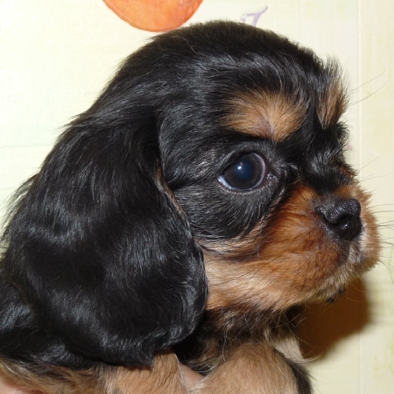 de la Vallée d'Alina - Cavalier King Charles Spaniel - Portée née le 19/03/2012