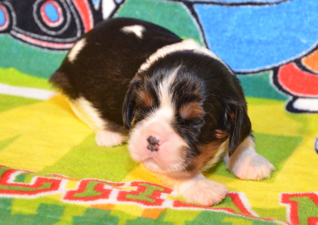 de la Vallée d'Alina - Chiots disponibles - Cavalier King Charles Spaniel