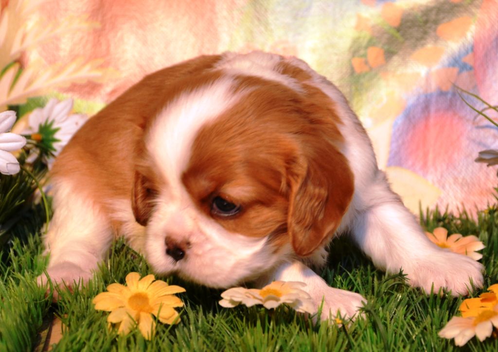 de la Vallée d'Alina - Chiots disponibles - Cavalier King Charles Spaniel