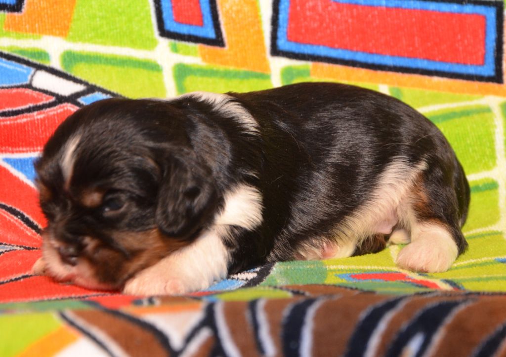 de la Vallée d'Alina - Chiots disponibles - Cavalier King Charles Spaniel