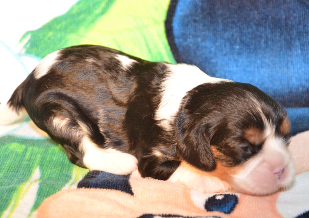 de la Vallée d'Alina - Chiots disponibles - Cavalier King Charles Spaniel