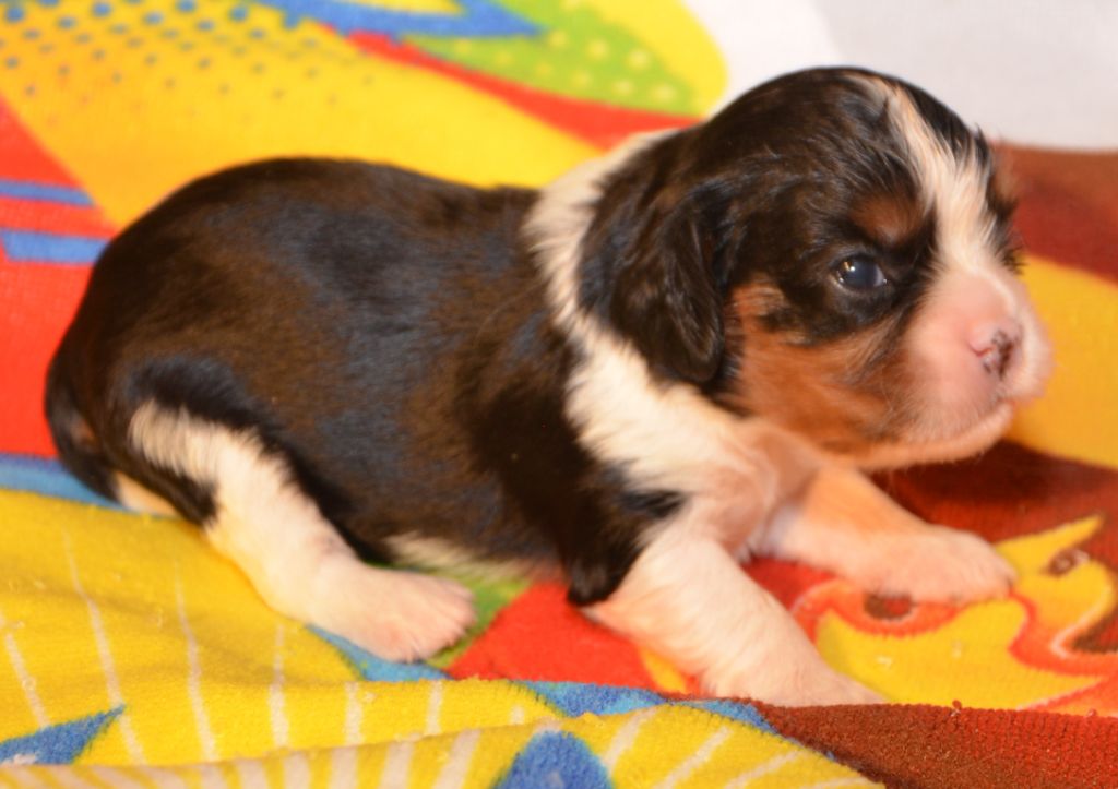 de la Vallée d'Alina - Chiots disponibles - Cavalier King Charles Spaniel