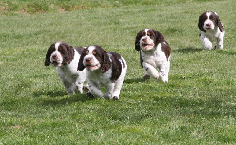 du Clos d'Appé - English Springer Spaniel - Portée née le 22/02/2010