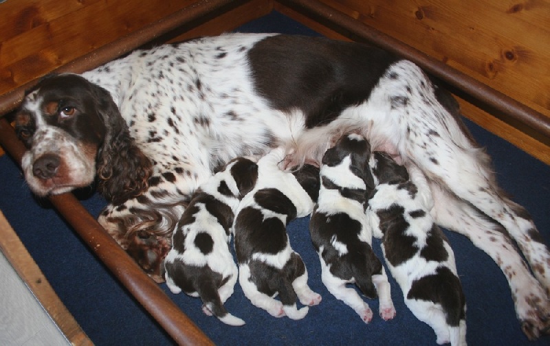 Chiot English Springer Spaniel du Clos d'Appé