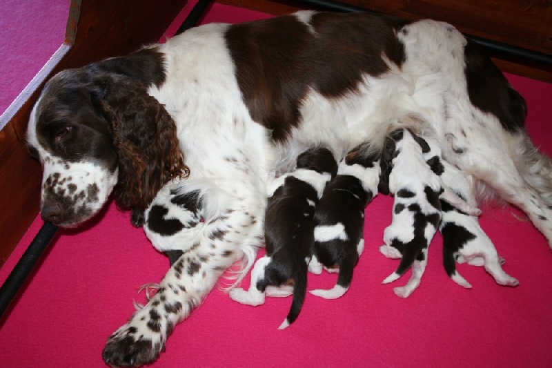 Chiot English Springer Spaniel du Clos d'Appé