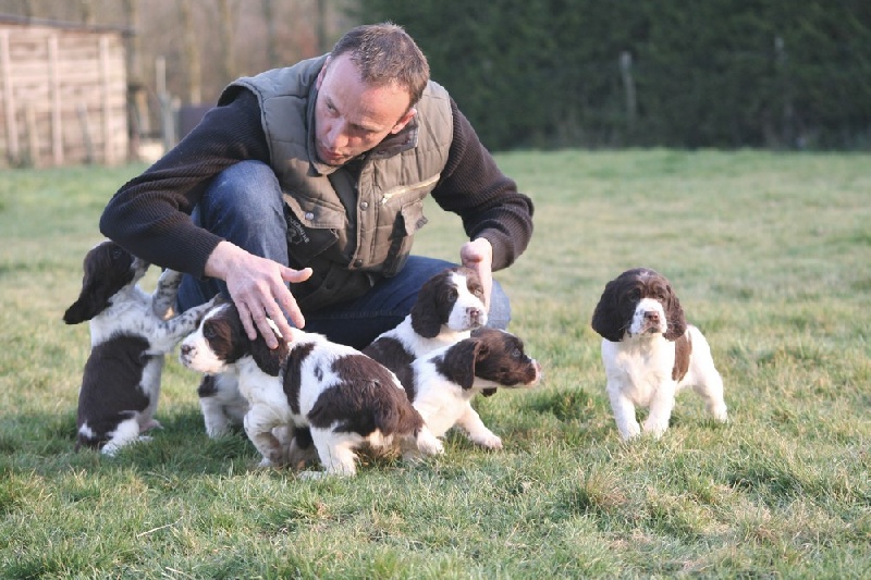 du Clos d'Appé - English Springer Spaniel - Portée née le 10/01/2009