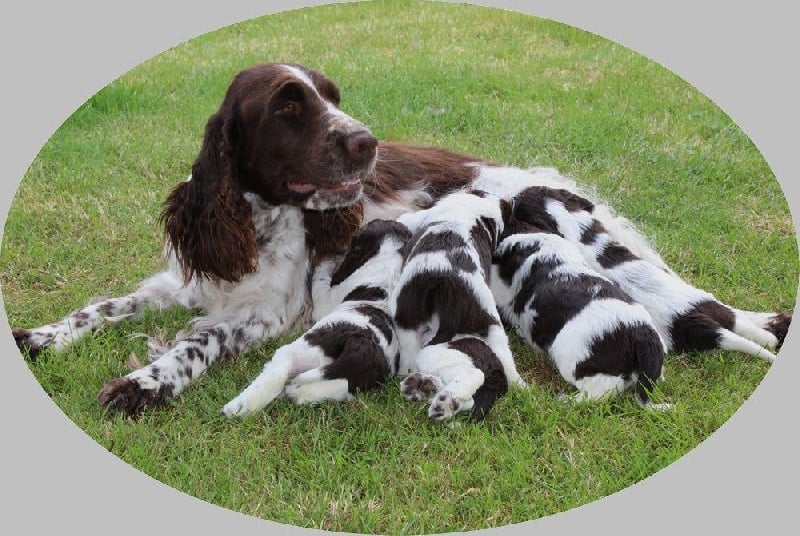 Chiot English Springer Spaniel du Clos d'Appé