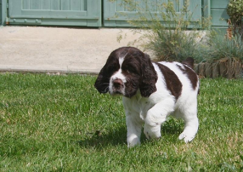 du Clos d'Appé - English Springer Spaniel - Portée née le 17/04/2012