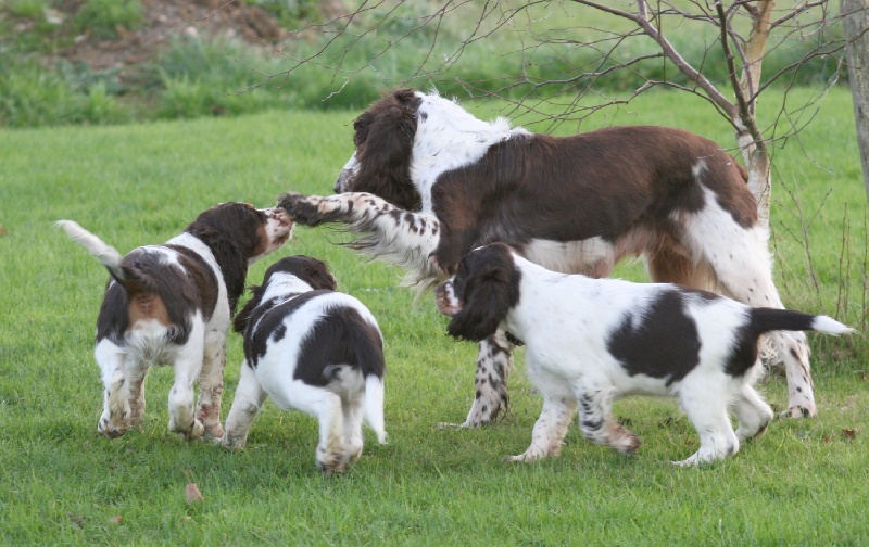 Chiot English Springer Spaniel du Clos d'Appé