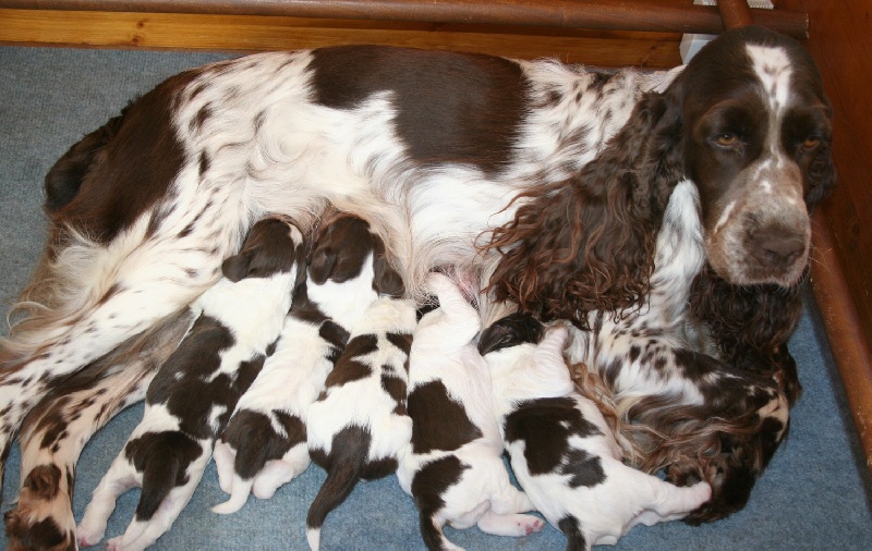 du Clos d'Appé - English Springer Spaniel - Portée née le 14/10/2010