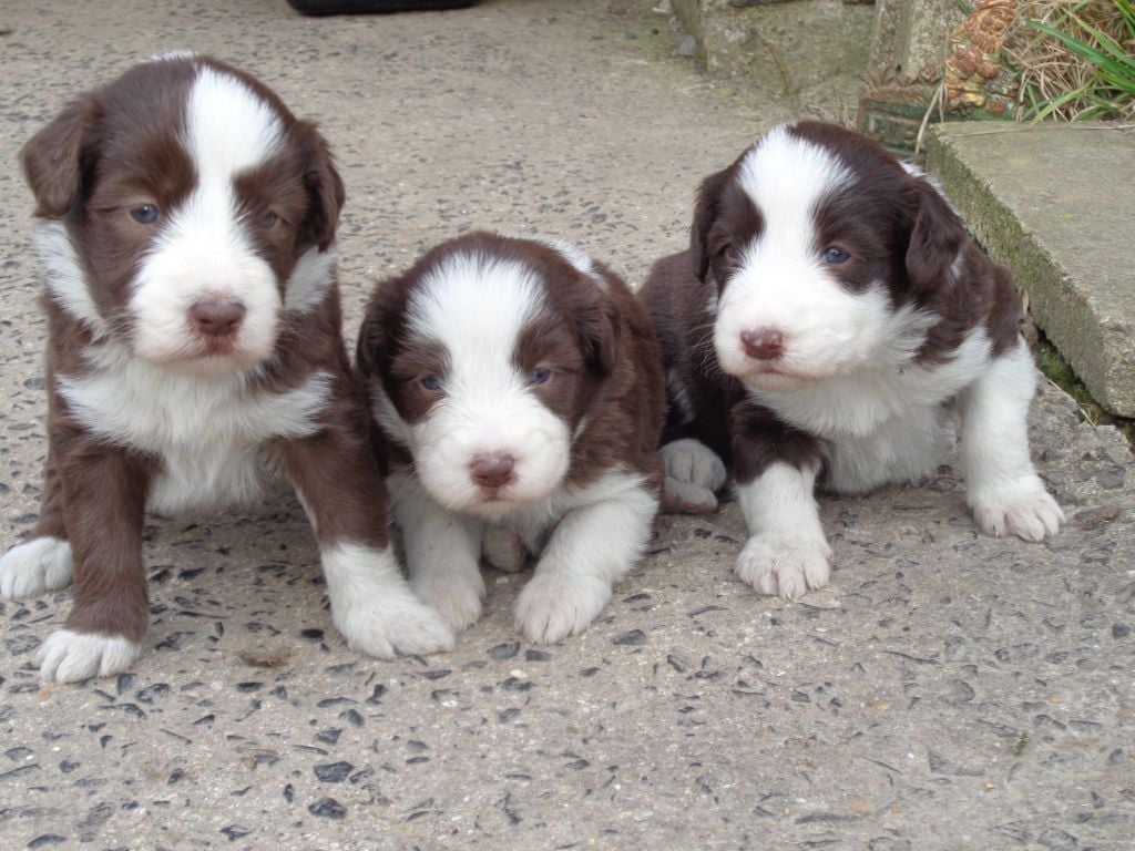 Chiot Bearded Collie a dream of Bear'd