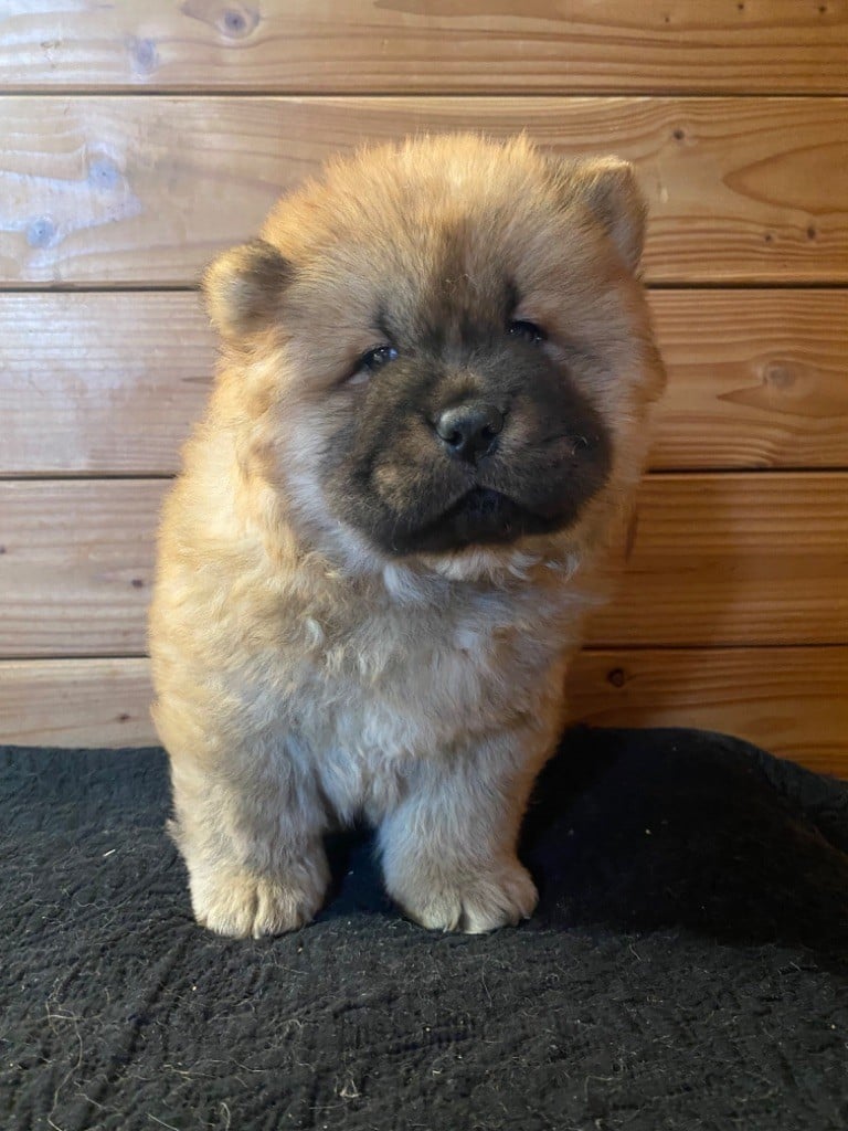 Chiot Chow Chow Caranusca