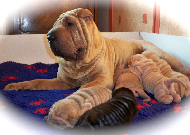 du Lin Fong - Shar Pei - Portée née le 03/12/2009