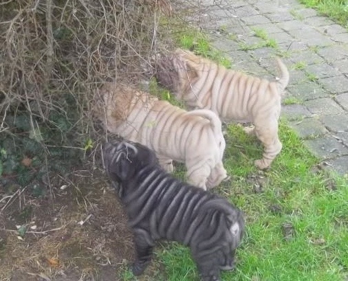 du Lin Fong - Shar Pei - Portée née le 25/11/2013