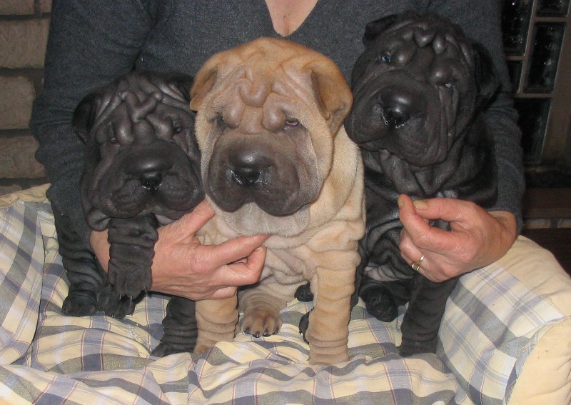 du Lin Fong - Shar Pei - Portée née le 04/10/2008