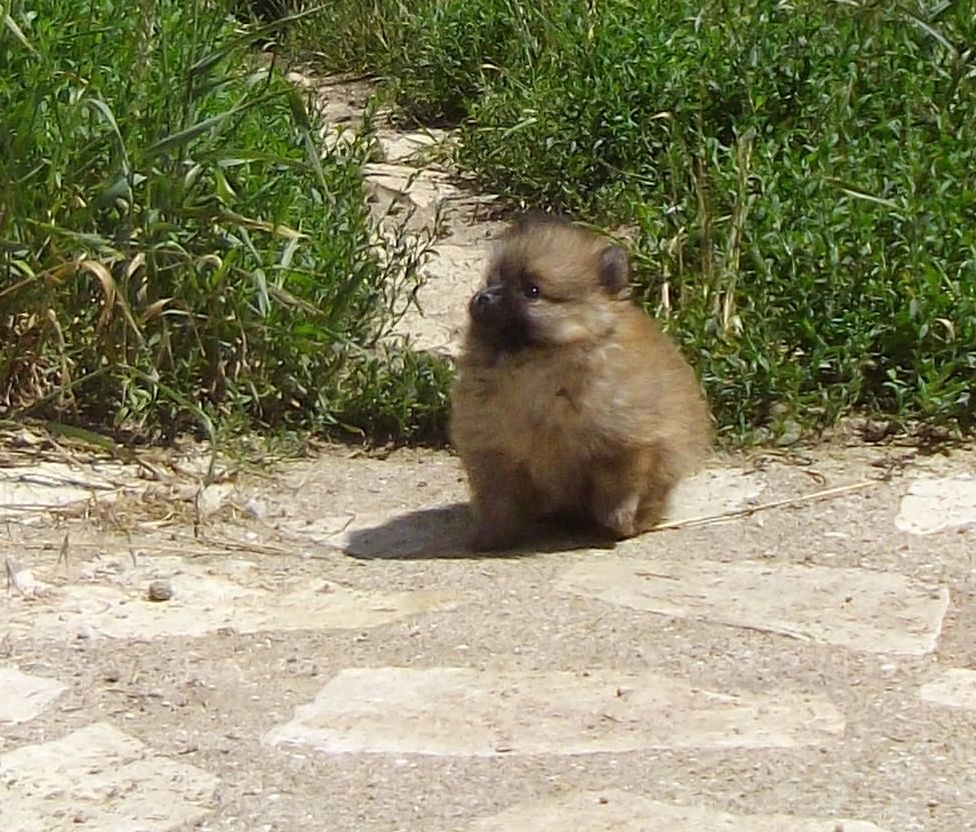 de Cat'Pat - très jolie poupée née le 23/05/2017